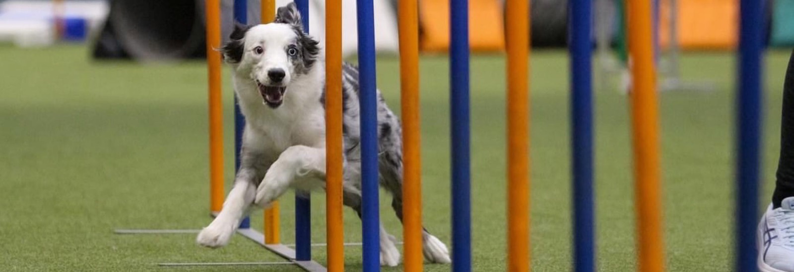 Agility Training im Schoenfliesser HSC